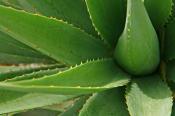 Aloes – prawdziwy skarb dla Twojej skóry
